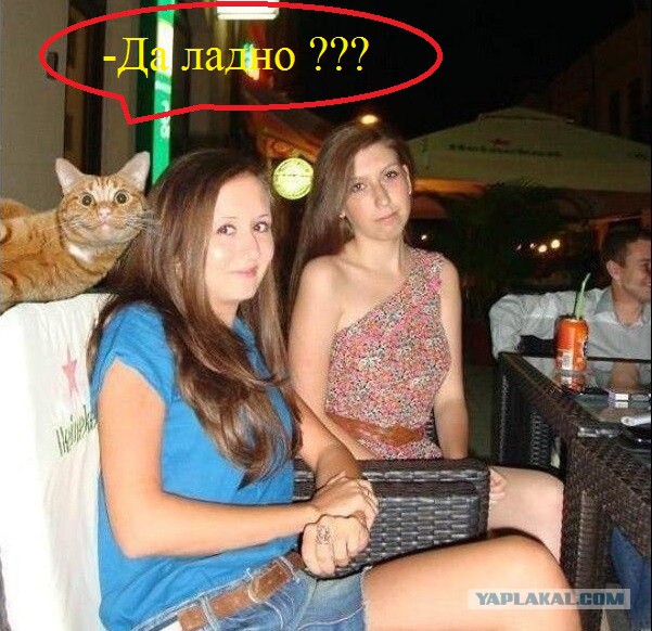 Выглядывающие коты