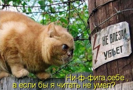Коты из сети
