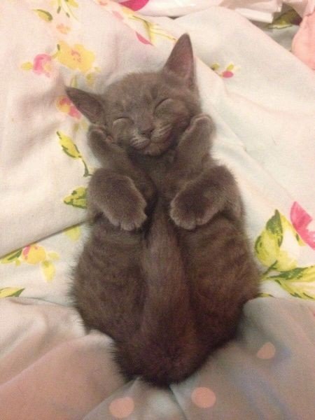 Коты из сети