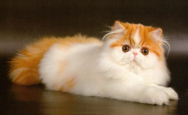 Коты и Кошки