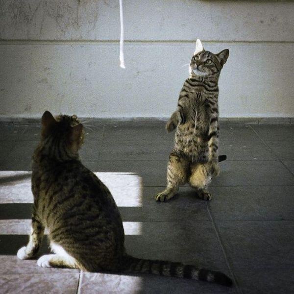 Коты и Кошки