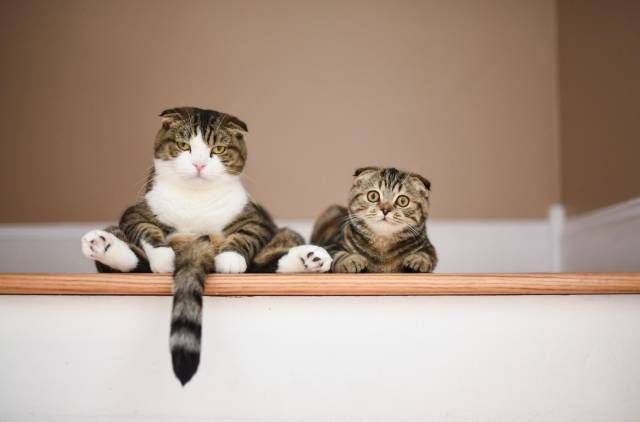 Коты и Кошки