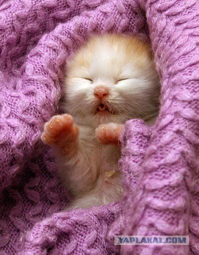 Коты и Кошки