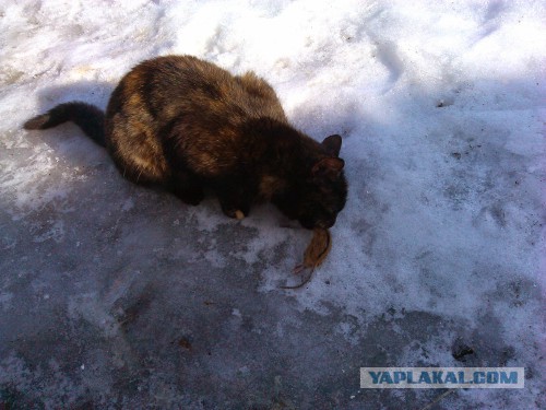 Здравствуй, Душанбе! (2)