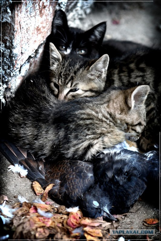 УРРААА ! Котовторник на ЯПлакалъ !