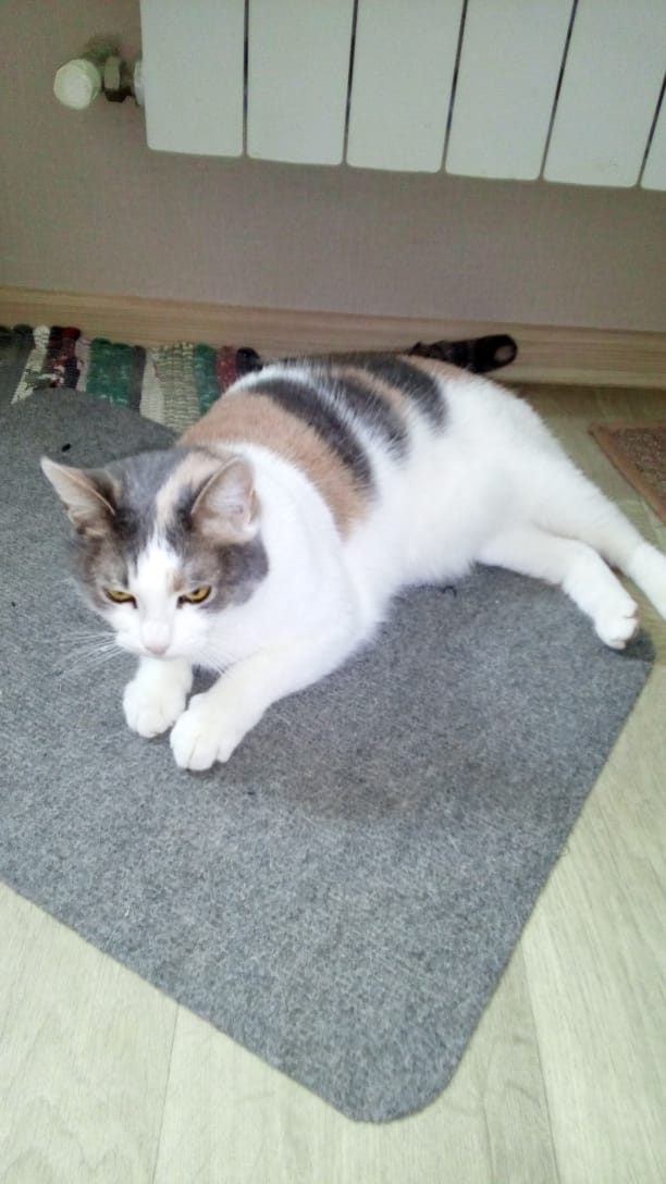Котовторник 27.11.2018