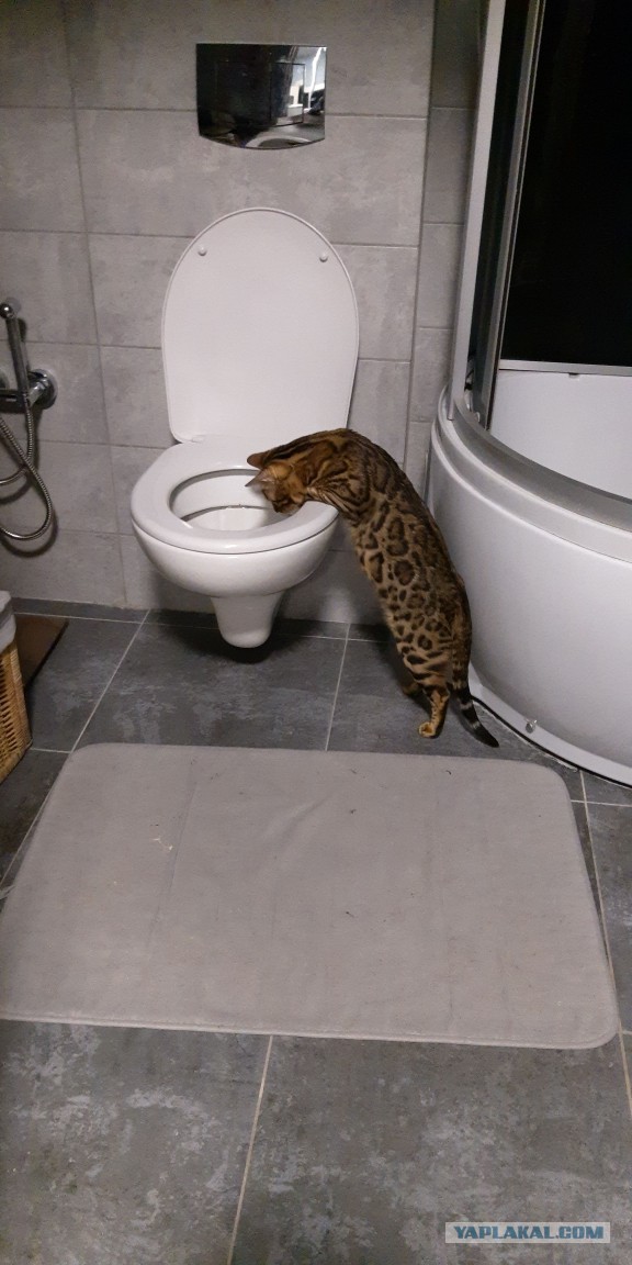 Правильный кот пользуется унитазом, а не лотком