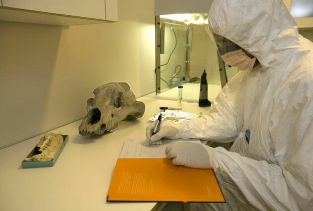 Научные сотрудники из Швеции обнаружили щенка, которому ~18000 лет