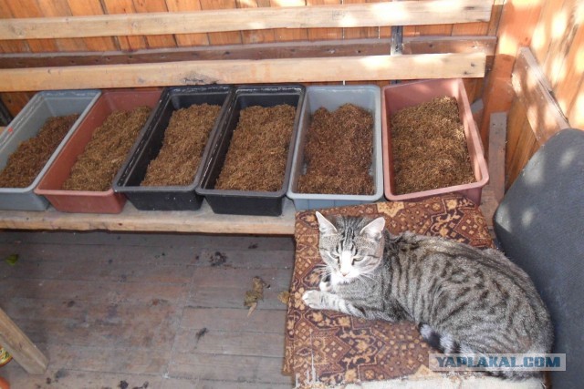 Откуда табак берется