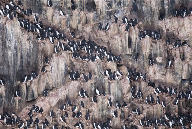Отчет о покорении Северного полюса