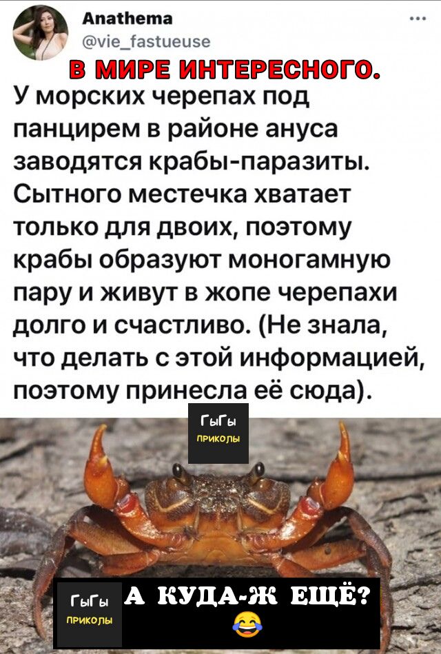 Ловим краба