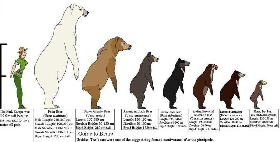 Белый медведь Описание, особенности, ареал, виды, питание, образ жизни -  ЯПлакалъ