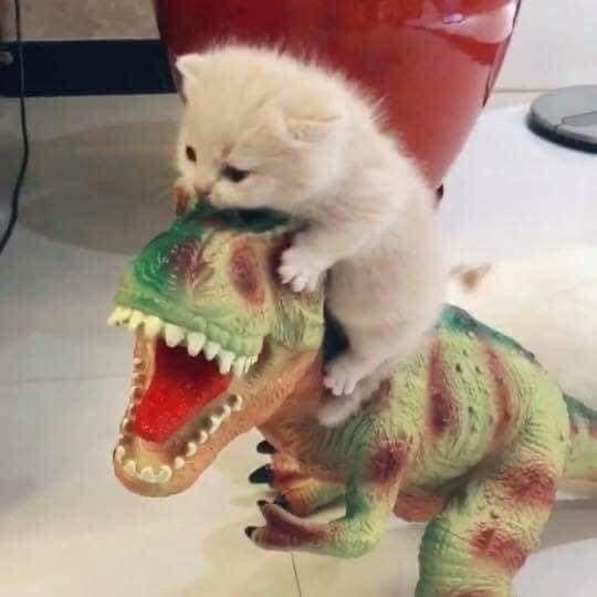 Котовторник в картинках