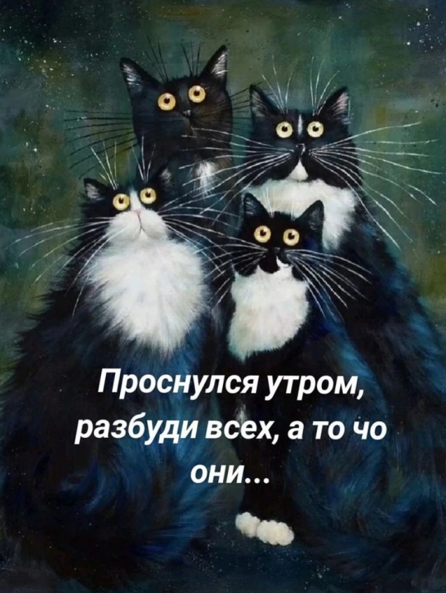 К котовторнику: подборка картинок-баянов с котиками и про котиков. Выпуск 9
