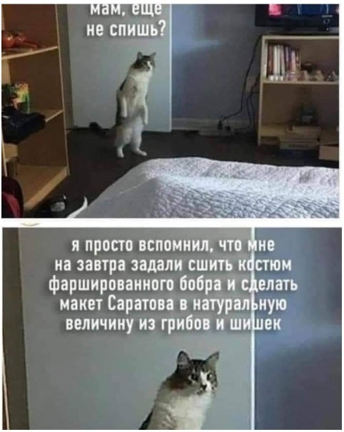К котовторнику: подборка картинок-баянов с котиками и про котиков. Выпуск 23.