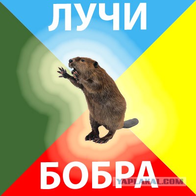 Воронка съела деревья