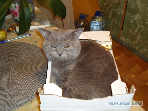 Просто жирный кот.