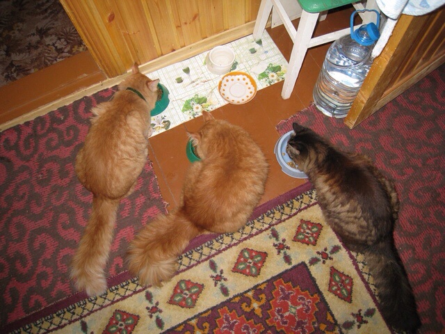 Котовторник 22.07.14