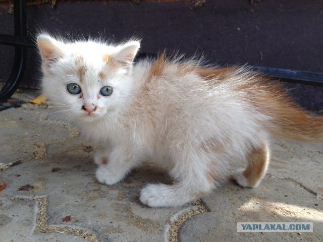 Котовторник 16.09.14