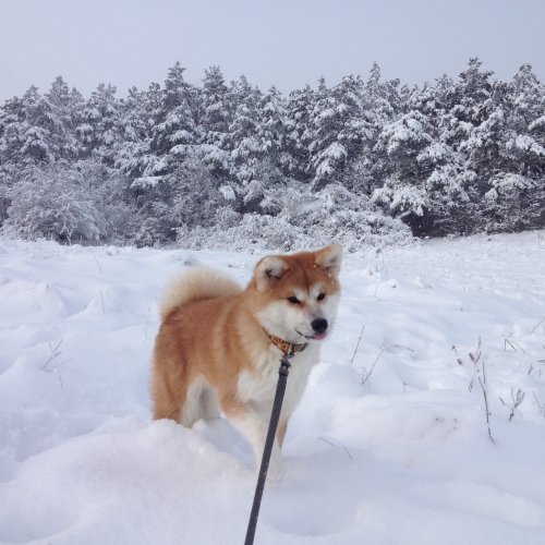 Когда собаки в первый раз увидели снег.