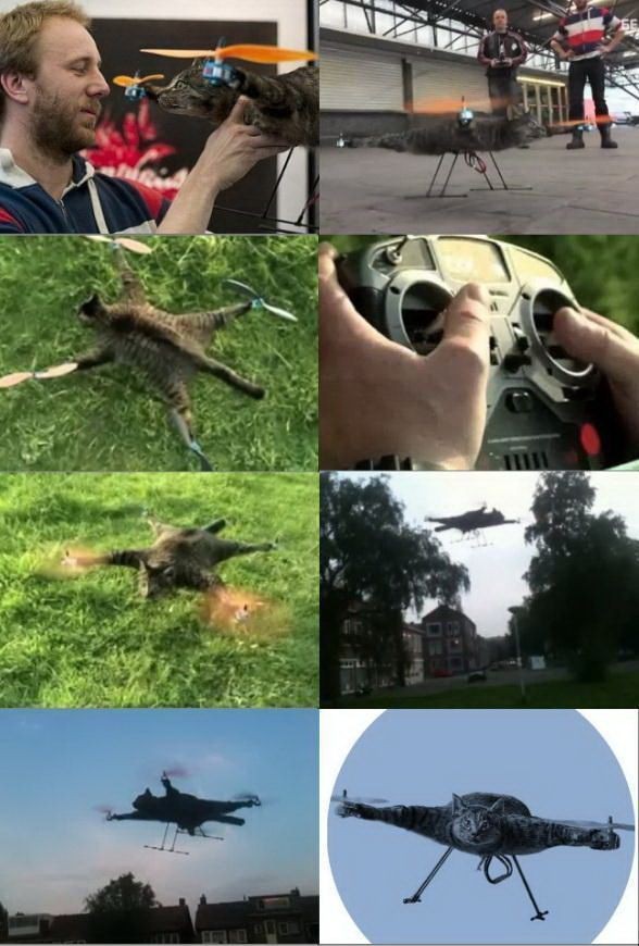 Поломанные коты