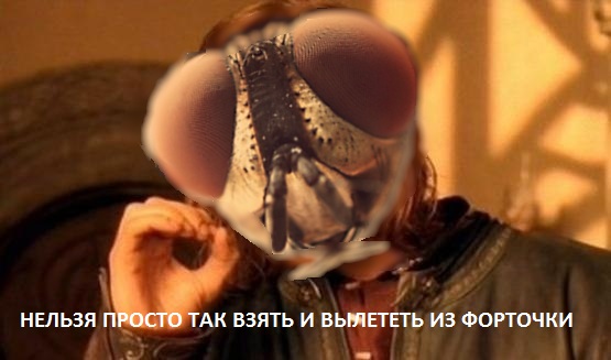 Мухи и окна