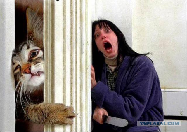 Война с котом.