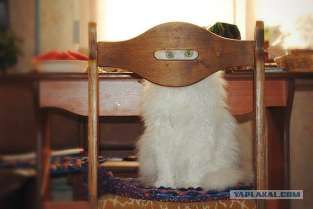 Эта котявка думает, что спряталась