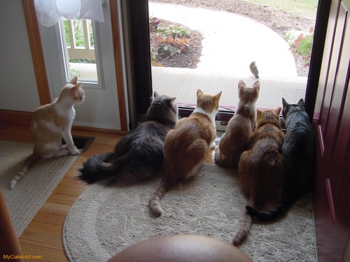 Котовторник