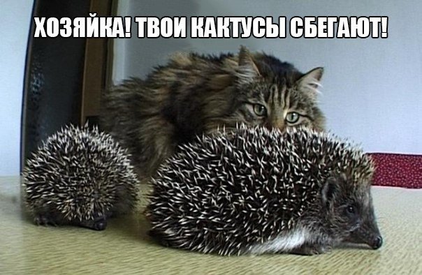 Подборка Картинок из сети