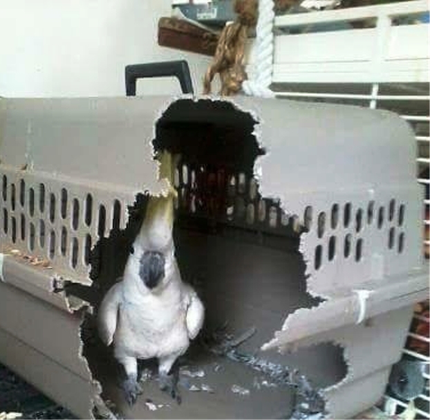 Прикольные картинки