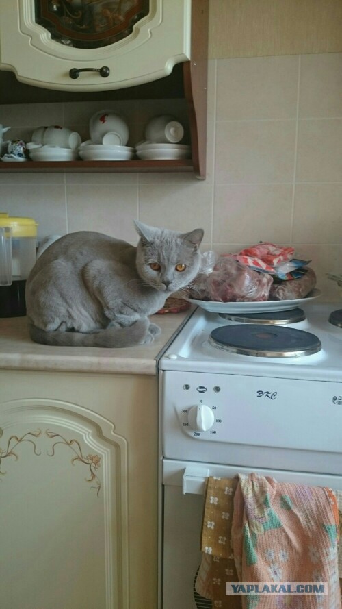 Котовторник 07.06.2016
