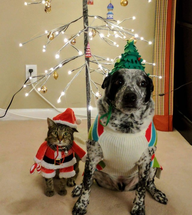 Котовторник 03.01.2017, первый в 2017!