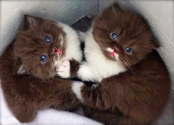 Коты и Кошки
