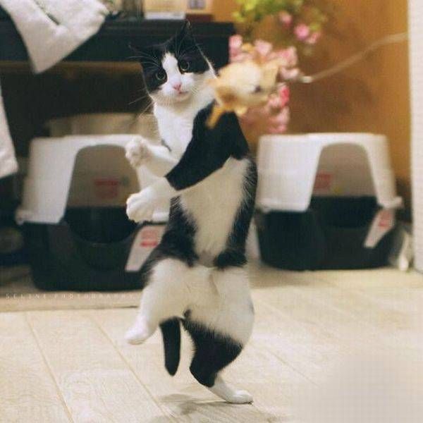 Коты и Кошки