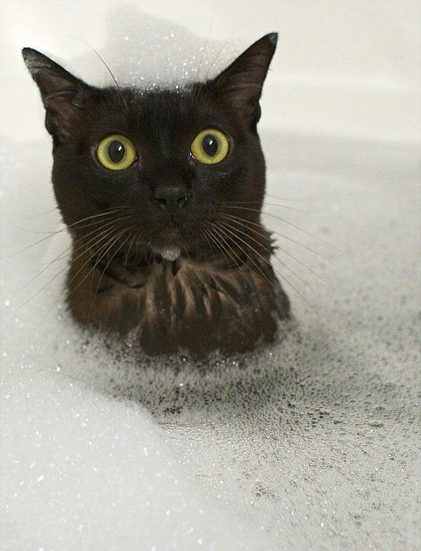 Коты и Кошки