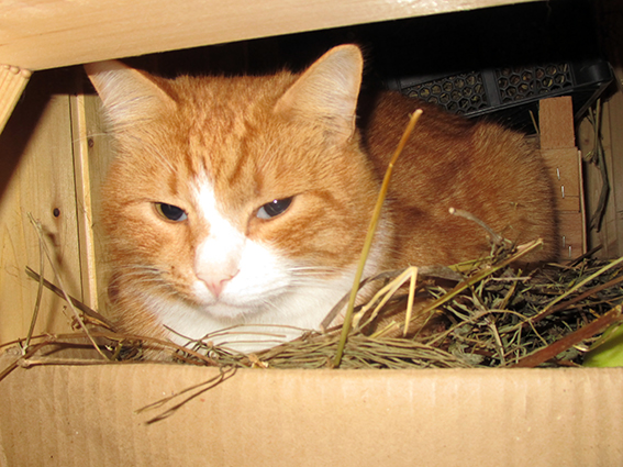 Котовторник 28.11.2017