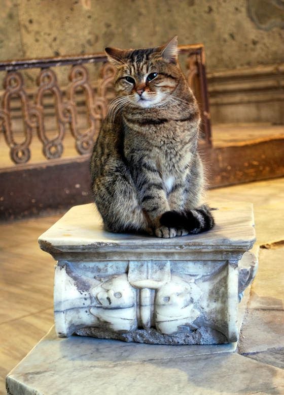 Прикольных котов пост
