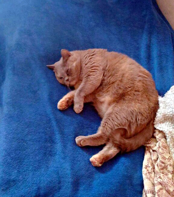Котовторник  12.06.2018