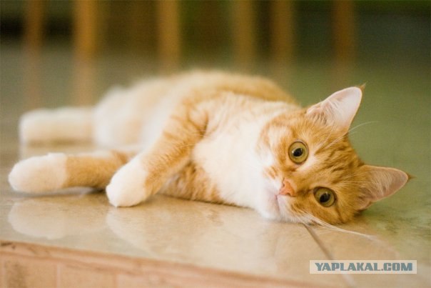 Котовторник на ЯПлакалъ (15.07.2008)