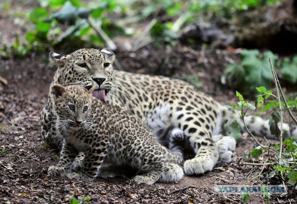 Детеныш персидского леопарда 3 фото+ видео