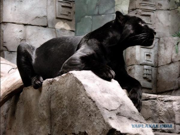 Большие кошки. Черные. (33 фото)