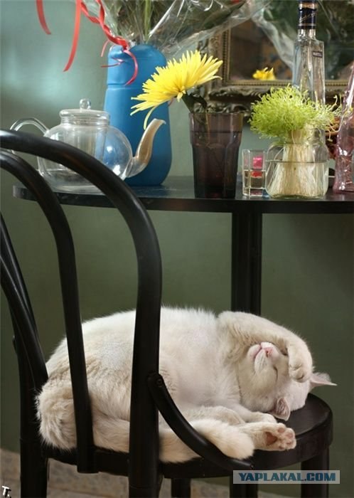 Котовторник!