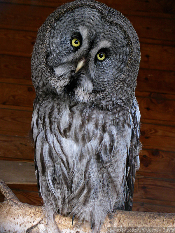 Детки в клетке