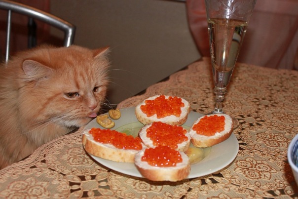 Котовторник объявляется открытым!