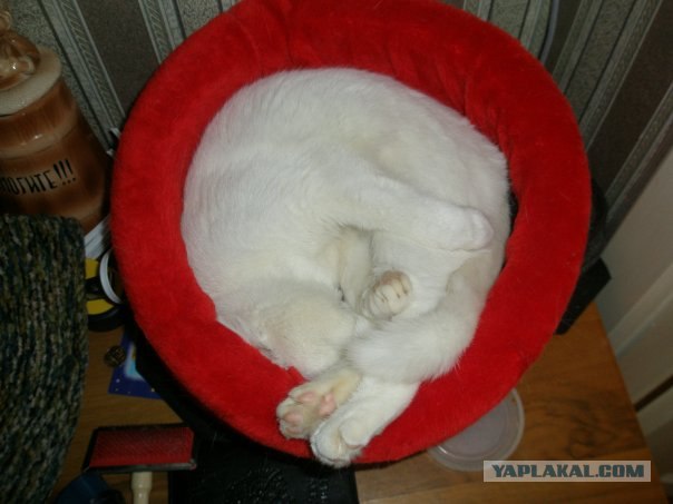 Первый котовторник июля