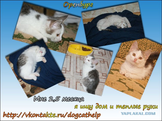 Котовторник 17 января