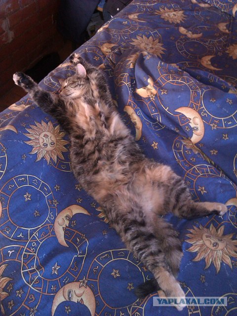 Котовторник (31.01.2012)