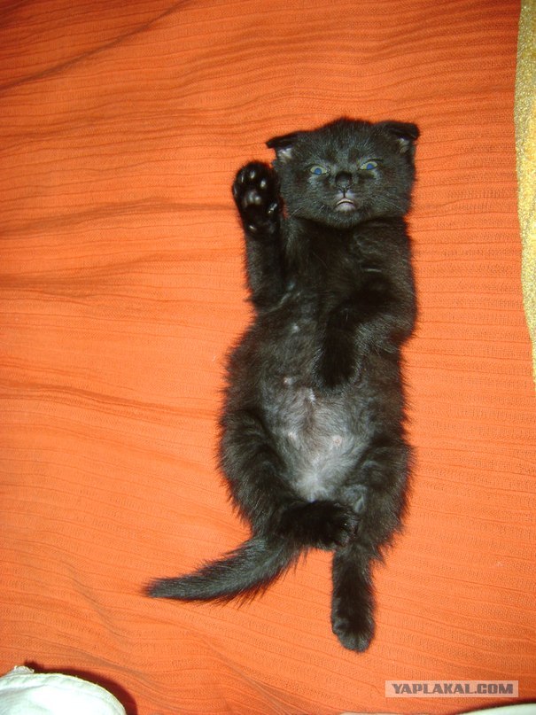 Котовторник (21.02.2012)