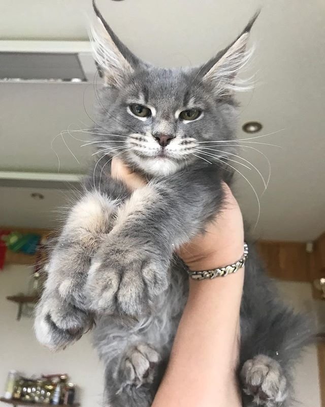 Прикольных котов пост